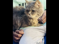 قط شيرازي رمادي اللون - 2