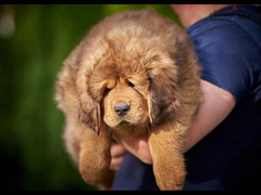 Tibetan mastiff puppy From Russia
