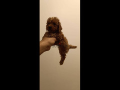Toy Poodle puppies - 2