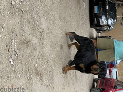 كلبة روت وايلر بالبديجري والمايكروشيب - 2