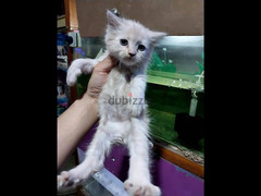 قطط شيرازي للبيع - 2