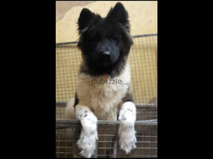 Female american akita أكيتا