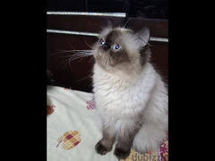 قطة هيمالايا شوكليت بيكي فيس زرار - 2