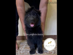 royal black puppies - 1