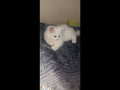 قطة شيرازى بيور شهرين - 2