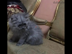 قط شيرازى  Persian cat - 2