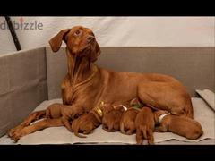 Hungarian Vizsla puppy Male from Russia FCI - 2