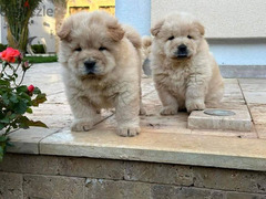 تشاو تشاو  chow chow