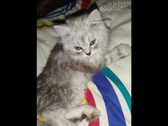 قطه شيرازي  متطعمه جميع التطعيمات عمرها شهرين ب - 2
