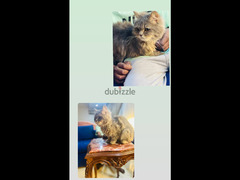 قط شيرازي رمادي اللون - 3