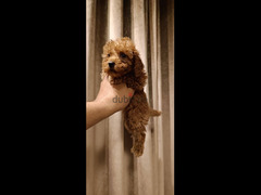 Toy Poodle puppies - 3