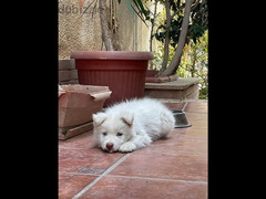 white husky dog - 3