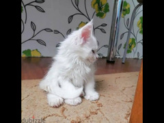 Maine Coon Kittens From Russia - 3