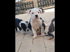 pitbull puppies for sale (males & females) - 3
