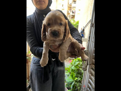 One month old cocker spaniel sale 3 female and 2 male - 2