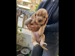 One month old cocker spaniel sale 3 female and 2 male - 3