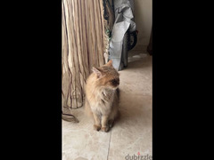 cat for adoption - 3