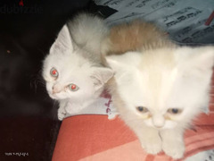 اثنين قطط اليفه - 3