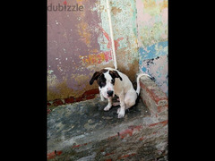 كلب دوجو أرجنتيني للبيع بسعر 8500 - 3