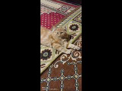 قطه شيرازي باولادها - 3