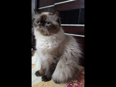 قطة هيمالايا شوكليت بيكي فيس زرار - 3