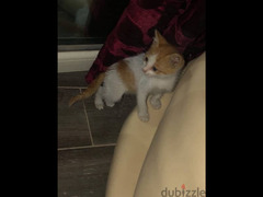Kitten for adoption قطة للتبني - 3