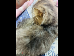 قط شيرازي رمادي اللون - 4