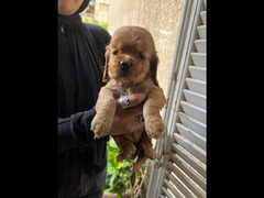 One month old cocker spaniel sale 3 female and 2 male - 4