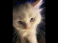 قطط شيرازي - 4