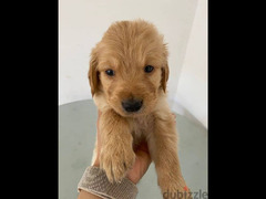 Golden Retriever puppy for sale جراوي جولدن ريتريفر - 4