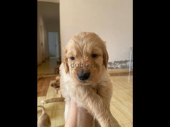 جراوي جولدن ريتريفر بيور Golden Retriever puppy for sale - 4