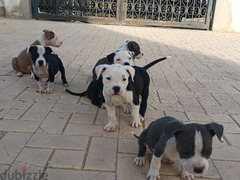 pitbull puppies for sale (males & females) - 4