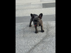 french bulldog فرينش بولدوج بول دوج - 4