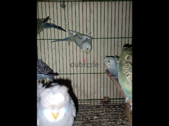 عصافير فلل رينبو ورمادي - 4