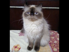 قطة هيمالايا شوكليت بيكي فيس زرار - 4