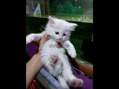 قطط شيرازي للبيع - 4