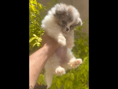 female Pomeranian - 4