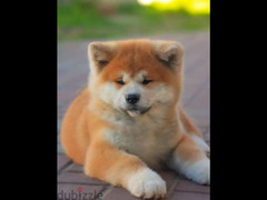 Beautiful Female and Male Japanese Akita from Russia - 3