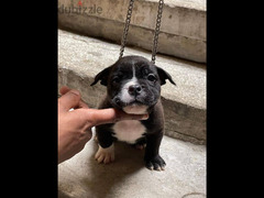 اميركان بولي American bully