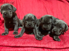 cane corso puppies - 1