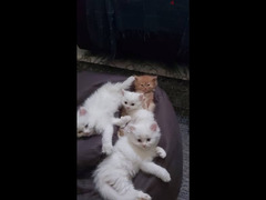 shirazi kittens