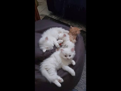 shirazi kittens - 2