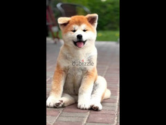 Beautiful Female and Male Japanese Akita from Russia - 4