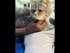 قط شيرازي رمادي اللون - 5