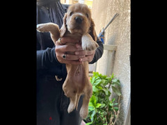 One month old cocker spaniel sale 3 female and 2 male - 5
