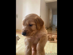 Golden Retriever puppy for sale جراوي جولدن ريتريفر - 5