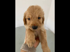 جراوي جولدن ريتريفر بيور Golden Retriever puppy for sale - 5