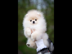 بومرينيان تيكب Pomeranian teacup