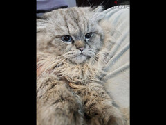 قط هيمالايا بلو ولد سنتين - 2