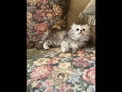 احلي قطة في مصر شيرازي بيور ٤٥ يوم اب مستورد بولندي